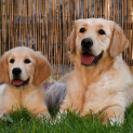 golden_retriever.jpg