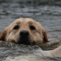 golden_retriever10.jpg