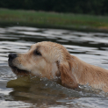 golden_retriever13.jpg