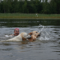 golden_retriever16.jpg