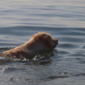 golden_retriever18.JPG