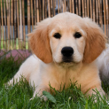 golden_retriever2.jpg
