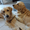 golden_retriever20.jpg