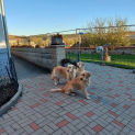golden_retriever22.jpg