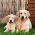 golden_retriever3.jpg