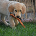 golden_retriever6.JPG