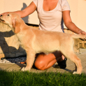 golden_retriever7.jpg