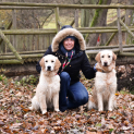 golden_retriever8.jpg